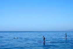 Stand Up Paddle Boarding with Dolphins. Tarifa - Spain